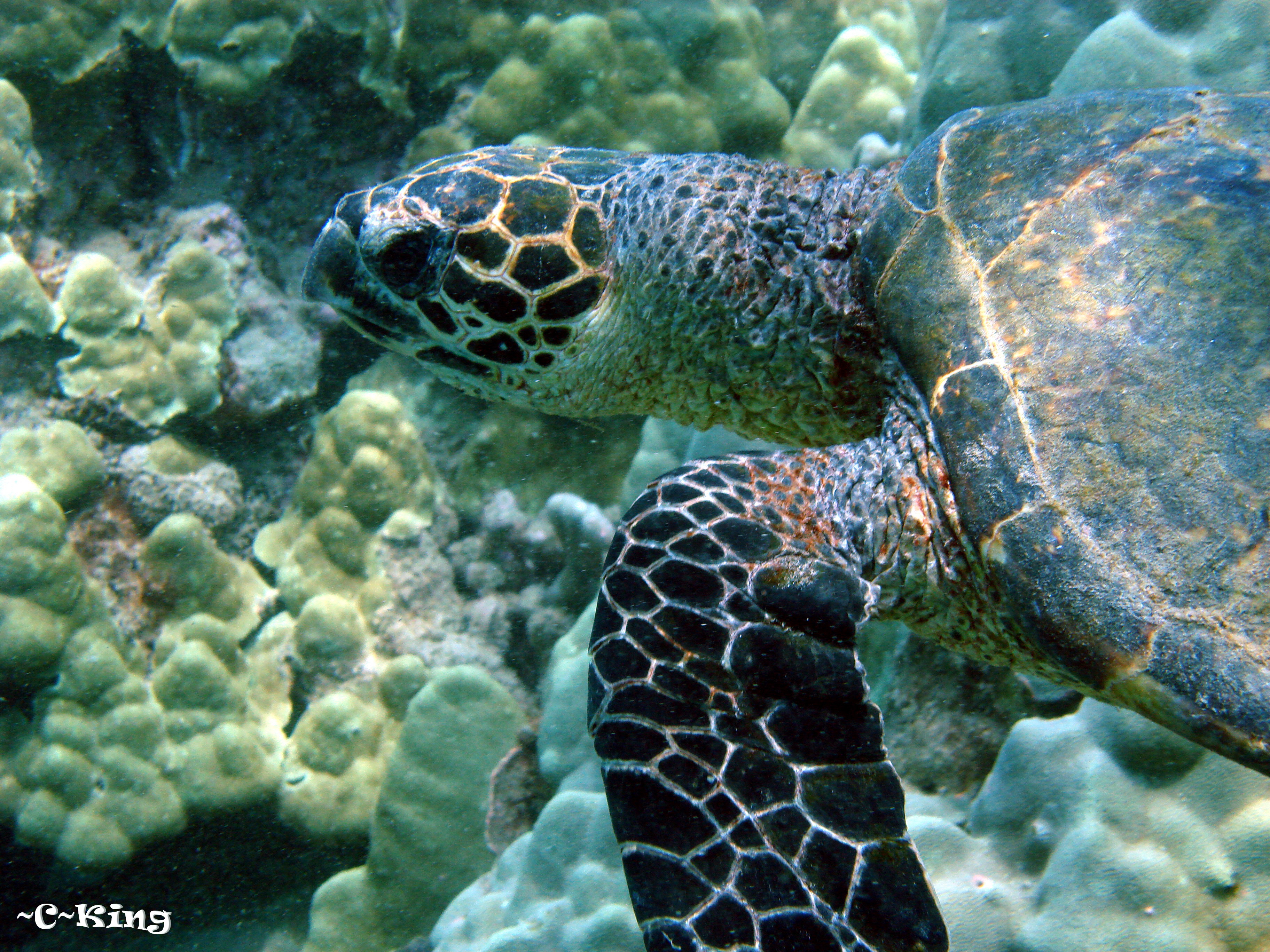 Cheryl King's Little Phote Site - Hawksbill Turtles