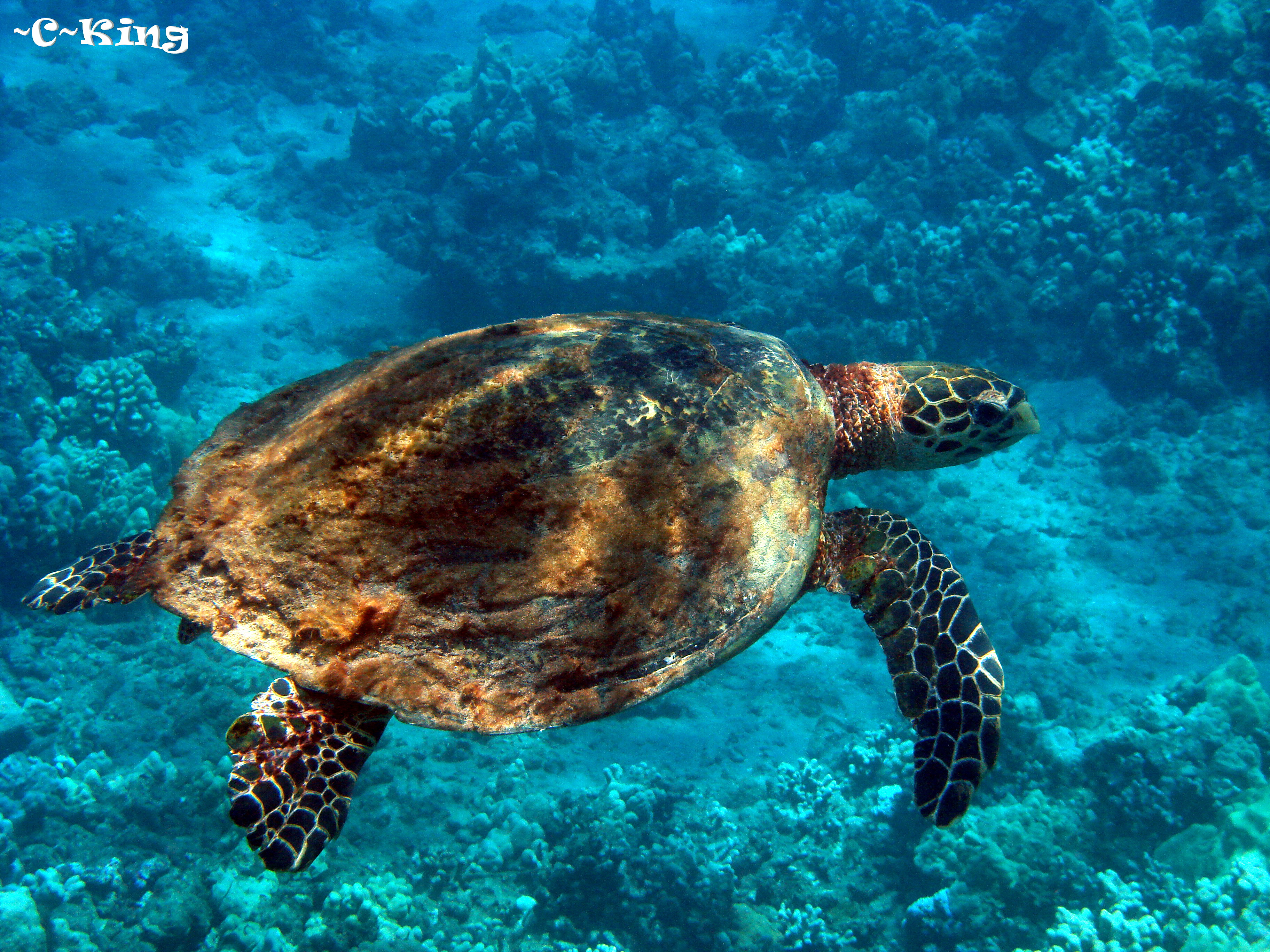 Cheryl King's Little Phote Site - Hawksbill Turtles